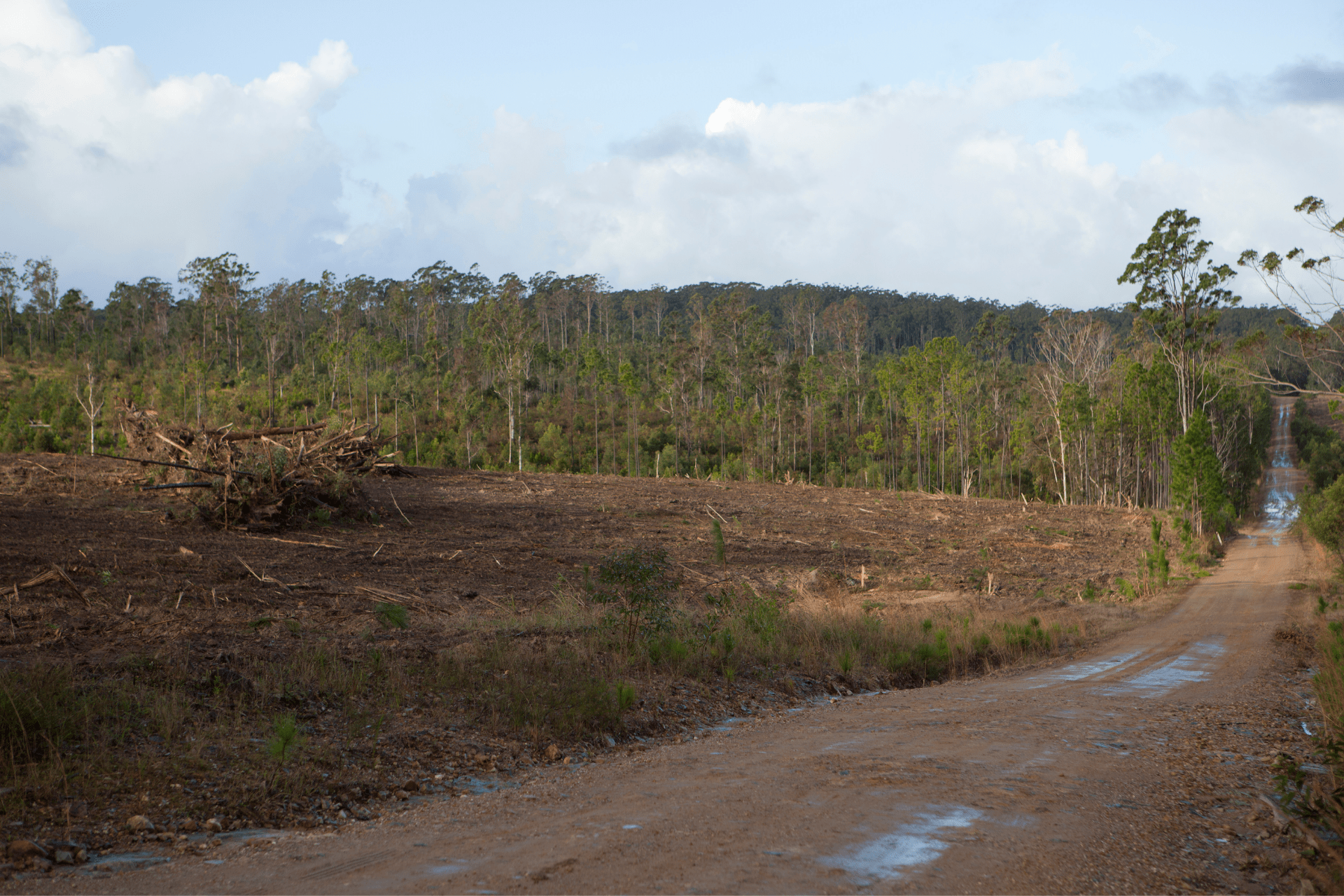 Land Clearing