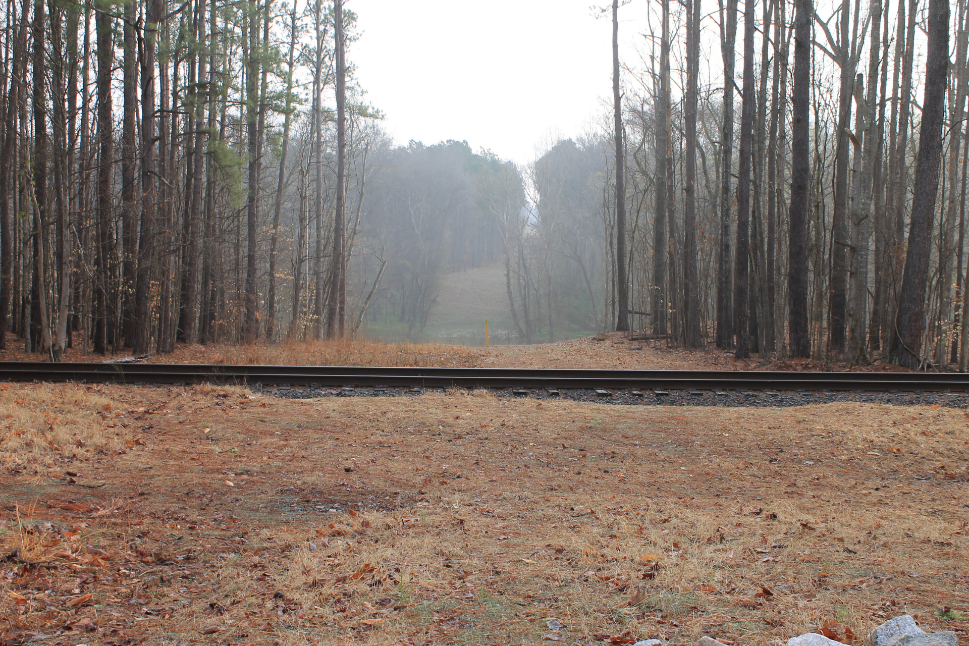 Tree Clearing